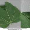 carch alceae larva1 volg2